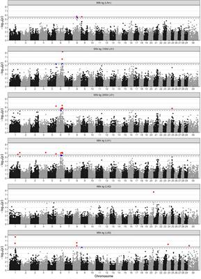 Genomic Loci Affecting Milk Production in German Black Pied Cattle (DSN)